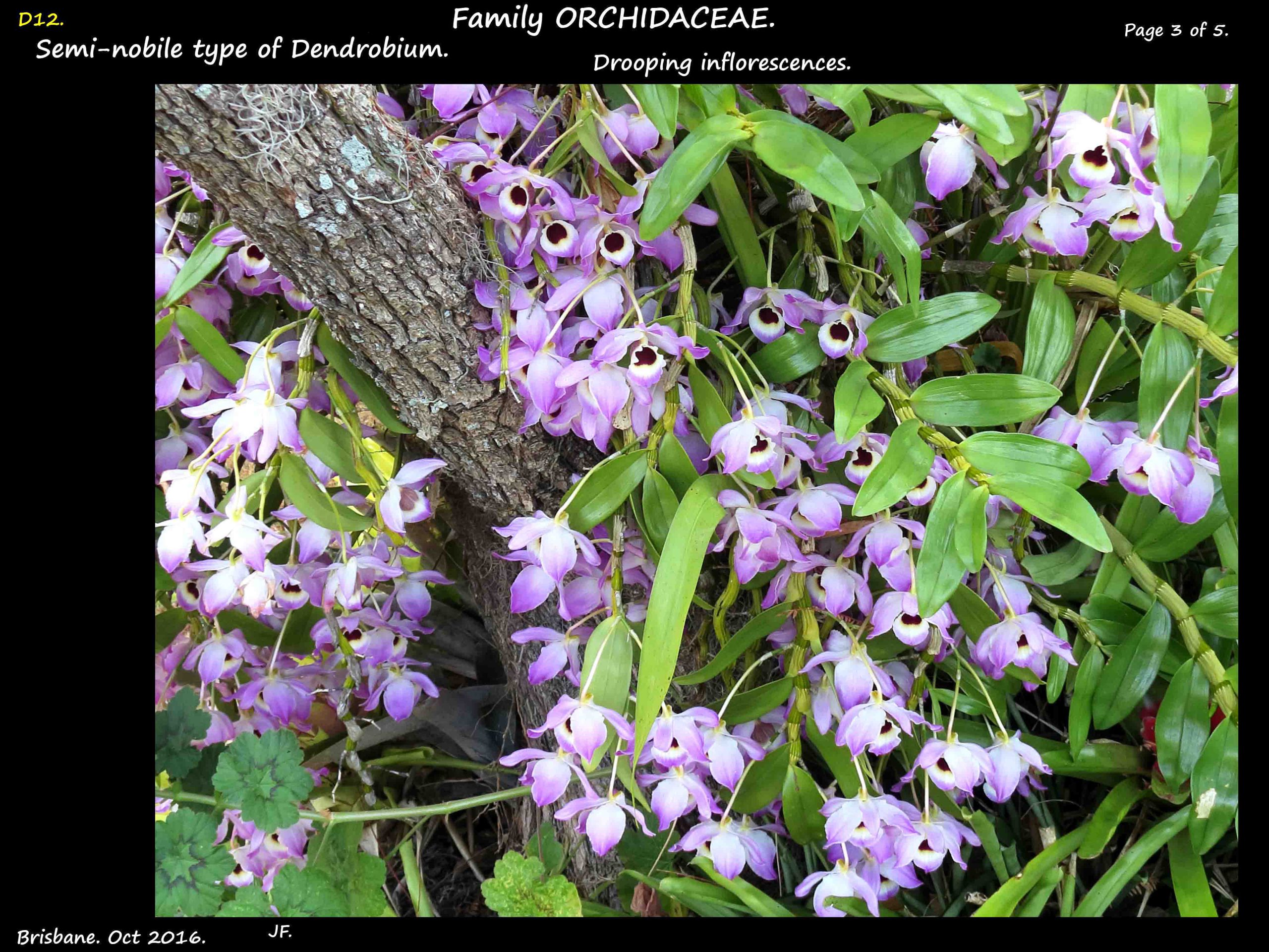 3 Massed Dendrobium nobiles